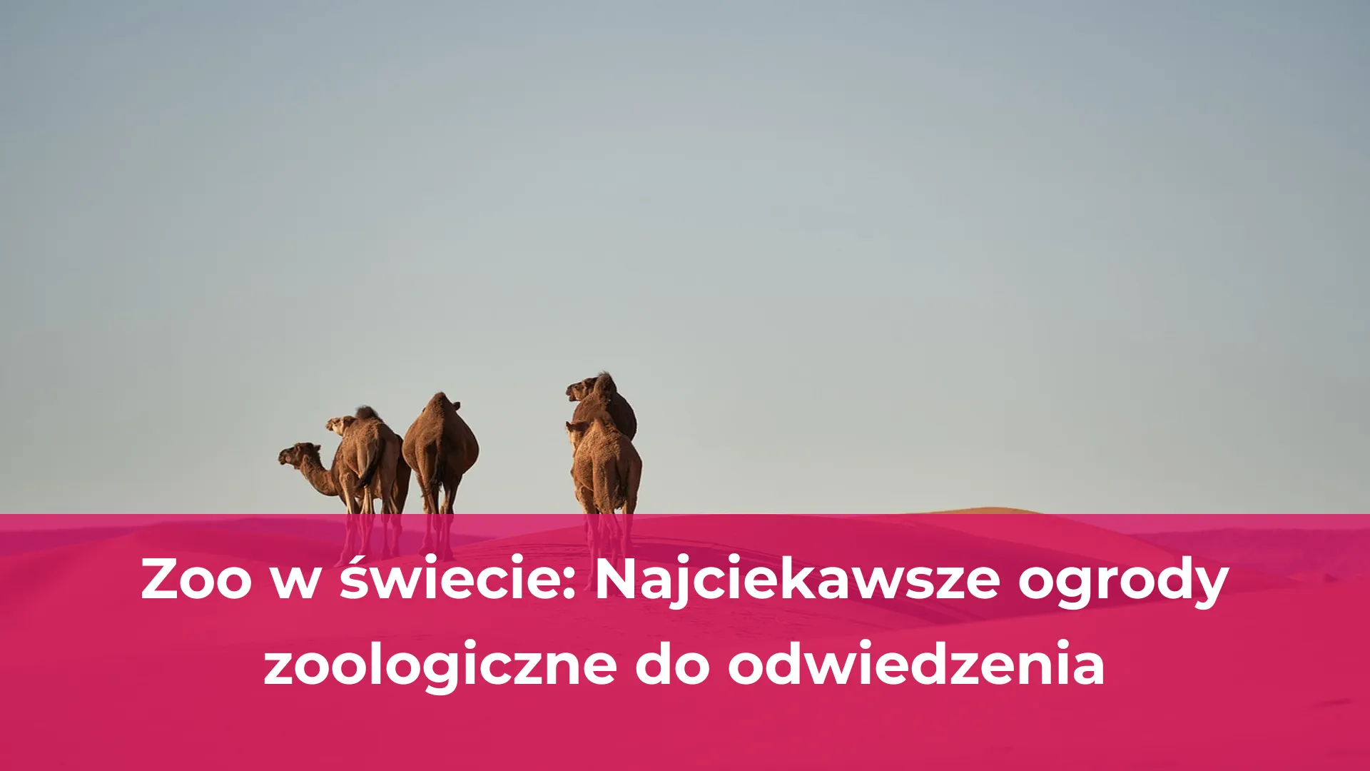 Zoo w świecie najciekawsze ogrody zoologiczne do odwiedzenia