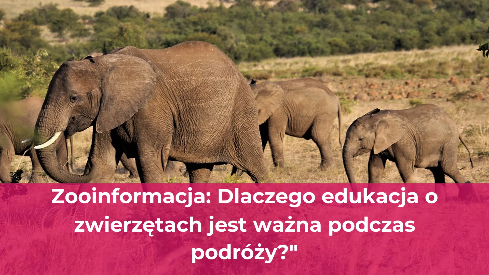 Zooinformacja dlaczego edukacja o zwierzętach jest ważna podczas podróży